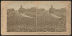 Hoey's Grounds, Long Branch, N.J.