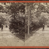 View in Hoey's Park. "Hollywood," Long Branch.
