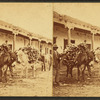 Pack burros in Santa Fe.