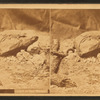 Lizard of New Mexico.