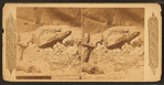 Lizard of New Mexico.