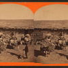 Burros packed with wool.