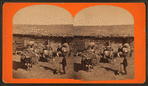 Burros packed with wool.