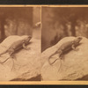Whip tailed lizard.