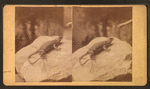 Whip tailed lizard.