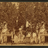 Mesilla.
