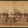 Burros in Albuquerque.