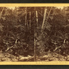 Thompson's Cascades. Sylvia's rest.