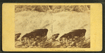 Snow Arch, Tuckerman's Ravine, August 14, 1862.
