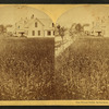 The Wheat Field, Bethlehem, N.H.