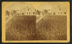 The Wheat Field, Bethlehem, N.H.