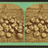 Some pumpkins.