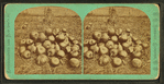 Some pumpkins.