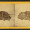Sleeping dog.