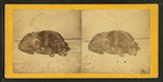 Sleeping dog.