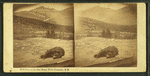 Bear at the Glen House, White Mountains, N.H.