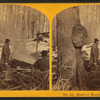 Making maple sugar.