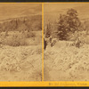 Landscape, winter.