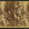 Visitors at the Flume, 1864.
