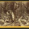 Visitors at the Flume, 1867.