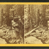 View of the Flume, 1872.