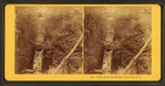 Flume, above the Boulder, Franconia, N.H.