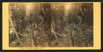 Flume, Franconia Mountains, N.H.
