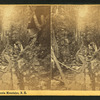 Flume, Franconia Mountains, N.H.