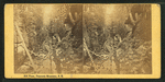 Flume, Franconia Mountains, N.H.