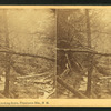 At the Flume, looking down, Franconia Mts., N.H.