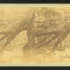 Looking down the Cascades below the Flume, Franconia Mountains, N.H.
