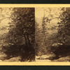From the Rapids and Cascades, Franconia Notch, N.H.