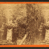 Flume, showing Boulder.