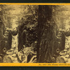The Flume, above the Boulder, Franconia, N.H.