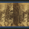 The Flume, from above, White Mountains, N.H.