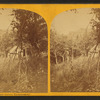 U.S. Coast Survey Encampment.