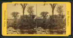 Artist's Brook and Elms.