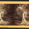 Artist's Fall, No. Conway, N.H.