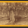 Summer Rambles, North Conway, N.H.