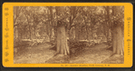 Summer Rambles, North Conway, N.H.