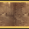 Cathedral Avenue, [North Conway, N.H.]