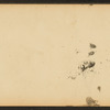 Cathedral Woods, North Conway, N.H.