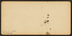 Cathedral Woods, North Conway, N.H.
