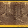 Cathedral Woods, North Conway, N.H.