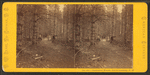 Cathedral Woods, North Conway, N.H.