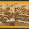 Serpentine Tree, North Conway, N.H.