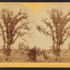 The Chocorua Elms, North Conway, N.H.