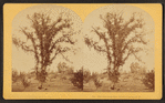 The Chocorua Elms, North Conway, N.H.