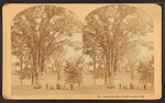 Among the Elms, North Conway, N.H.