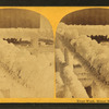 Frost work, Mount Washington.